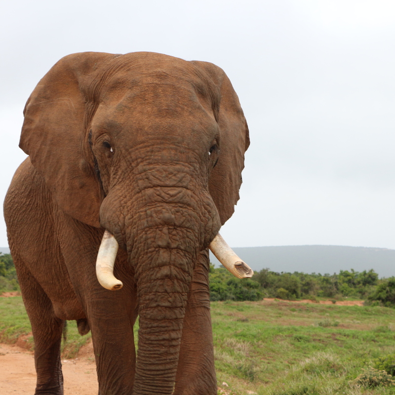 Addo, South Africa