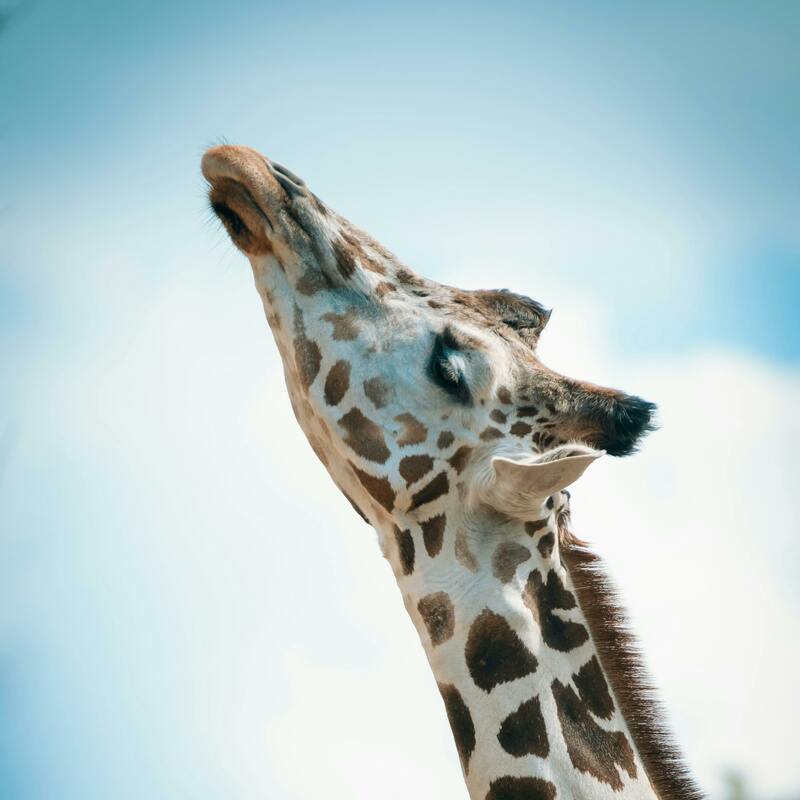 Chobe, Botswana