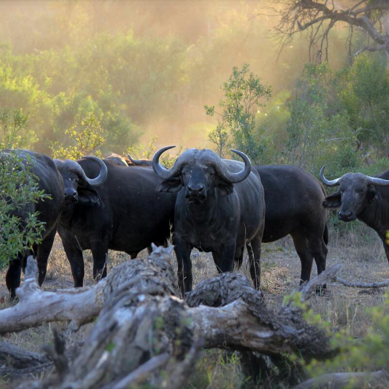 Hluluwe-Imfolozi, South Africa
