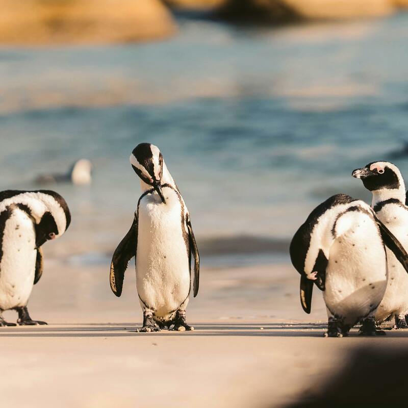 Cape, South Africa